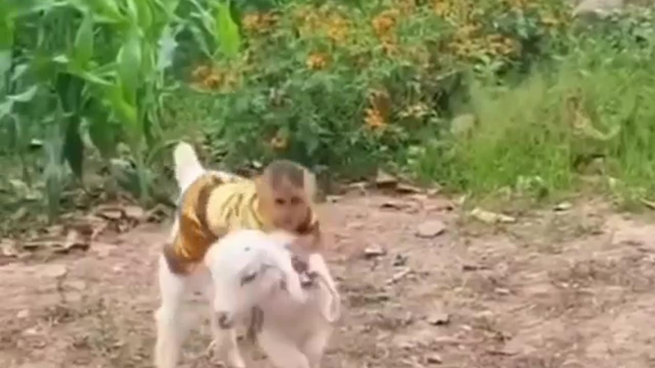 Monkey and got friendship