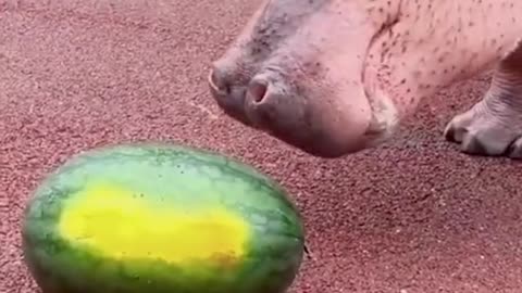 Hippo eat watermelon 🍉🍉🍉 yummy