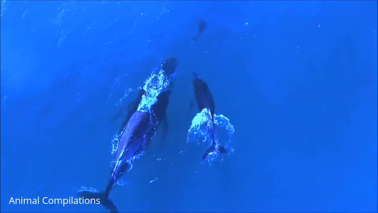 swimming with dolphins in the open of sea