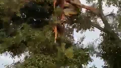 LION stole the food of a Cheetah