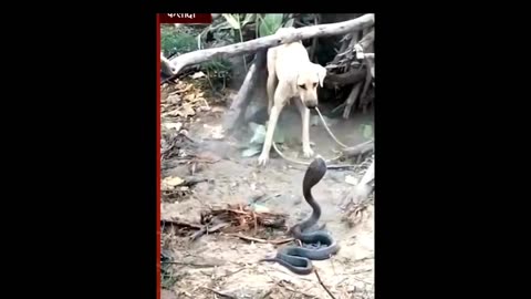 One female dog save her poppies from king cobra.