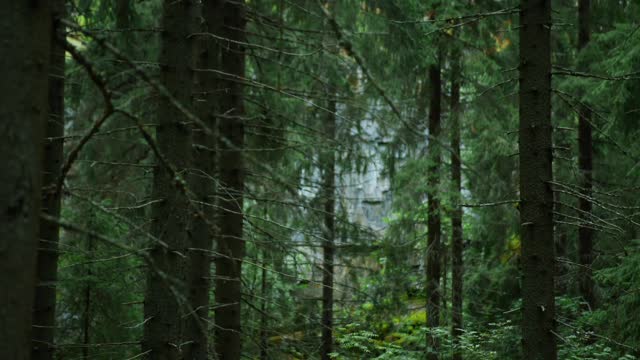 Forest Calmness