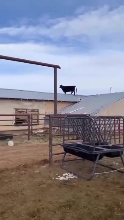 😎 He just wanted a better view.