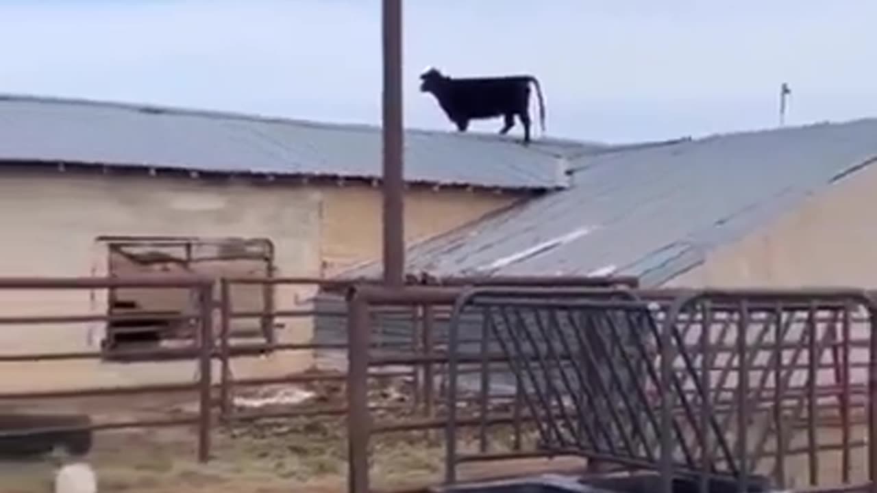 😎 He just wanted a better view.