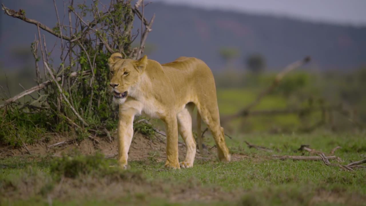 Lioness Walking Towards Camera