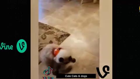 Funny animal