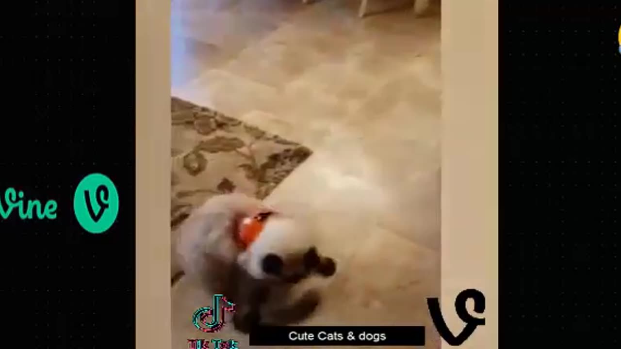 Funny animal