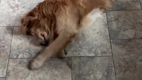 Funny animals - Funny cats and dogs - Funny animal videos