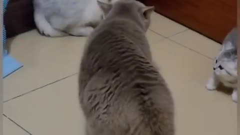 Funny fighting cat