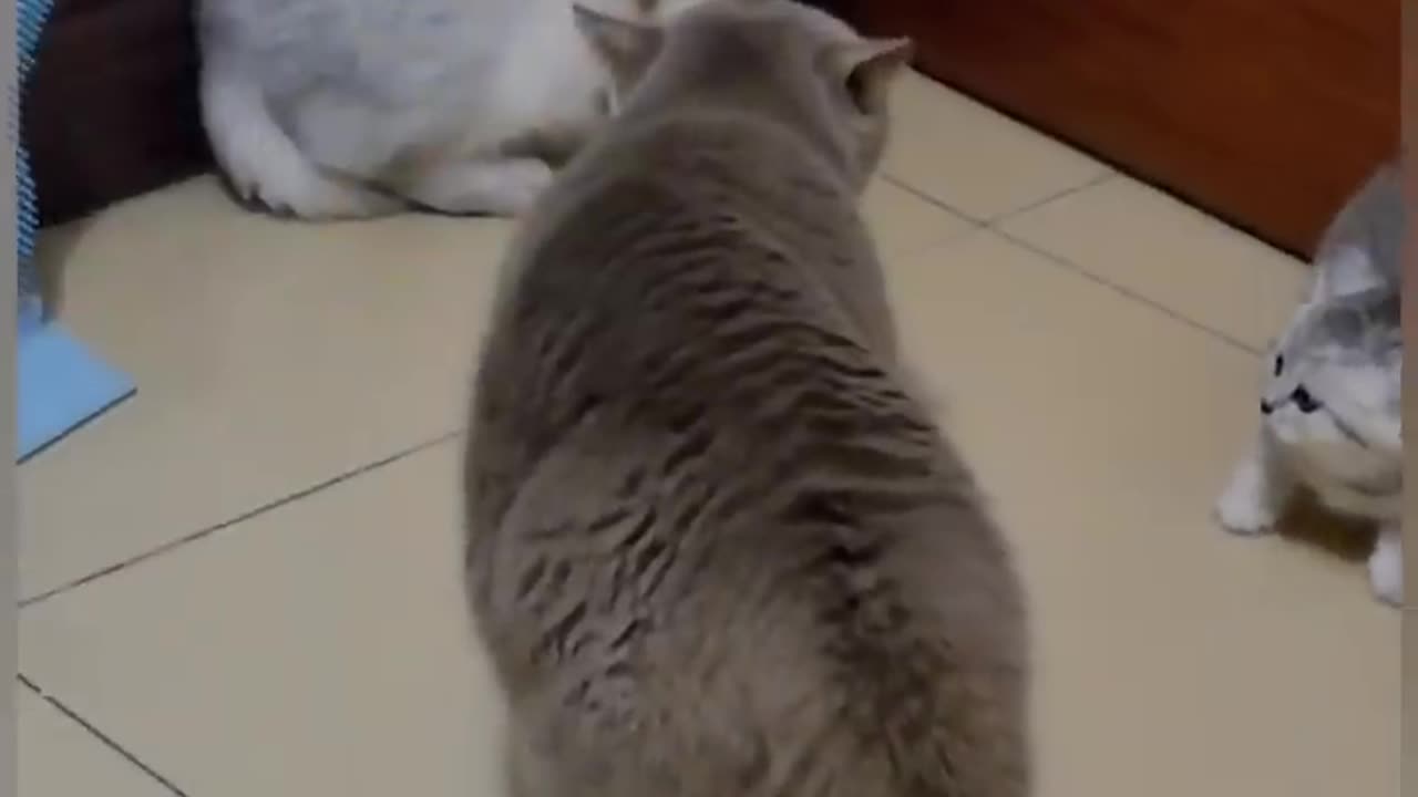 Funny fighting cat