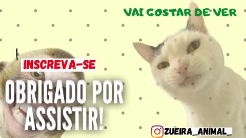 Assustando CACHORRO com TIGRE de pelucia 😱😆 _ Fake Tiger vs Real Dogs Prank Very Funny