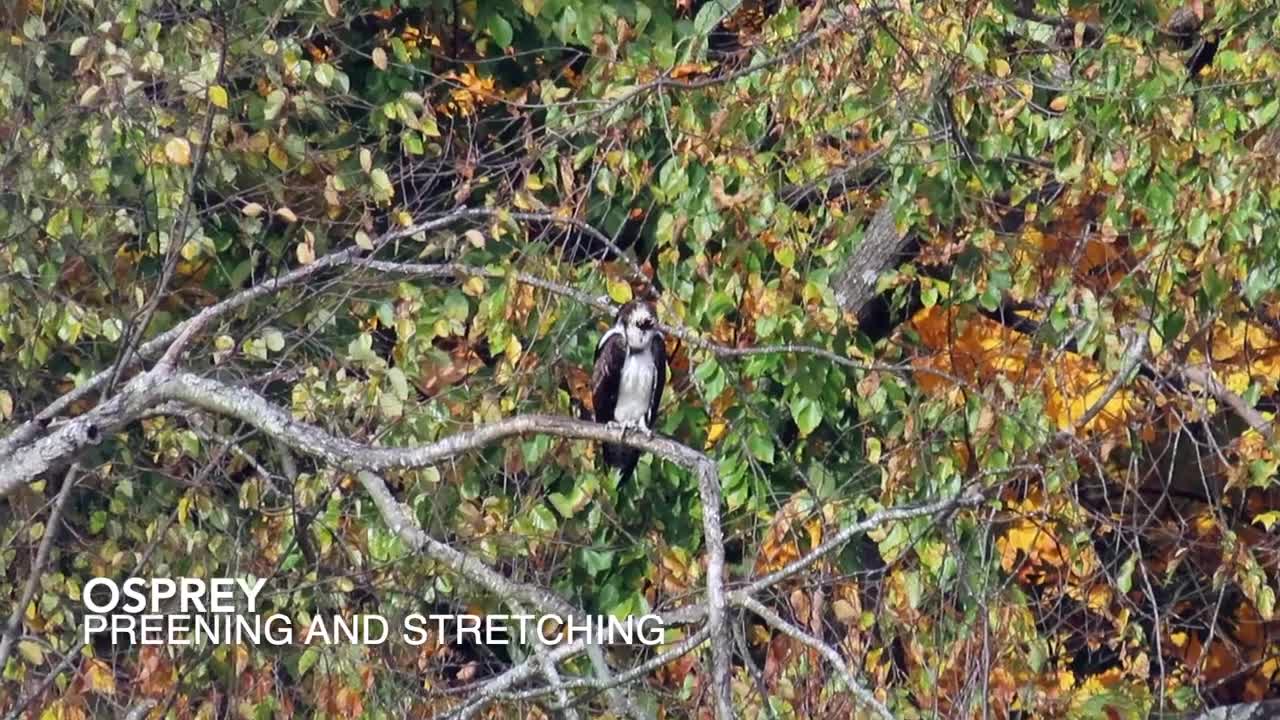 Belted Kingfisher and Osprey at Raintree Lake