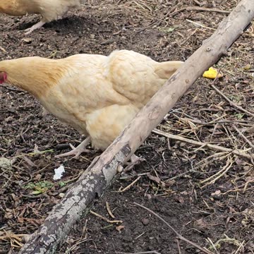 OMC! During summertime the worm hunt never ends!