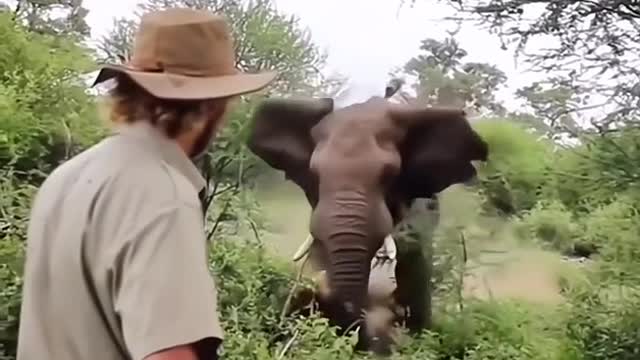 When the elephant