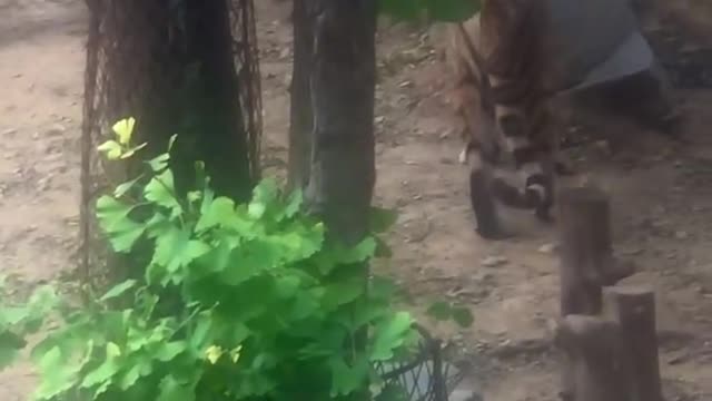 The tiger at the zoo was not to be outdone