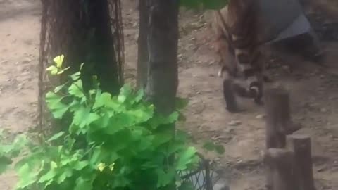 The tiger at the zoo was not to be outdone