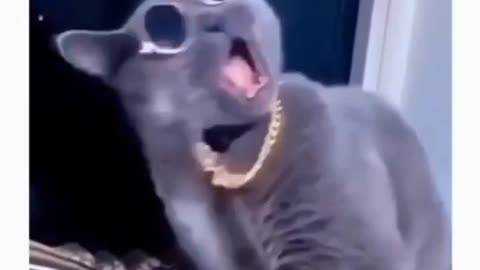 Kitty Singing a Song