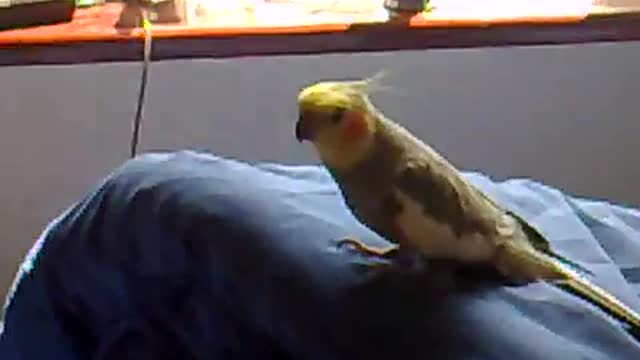 Raving Dancing Cockatiel (Original)