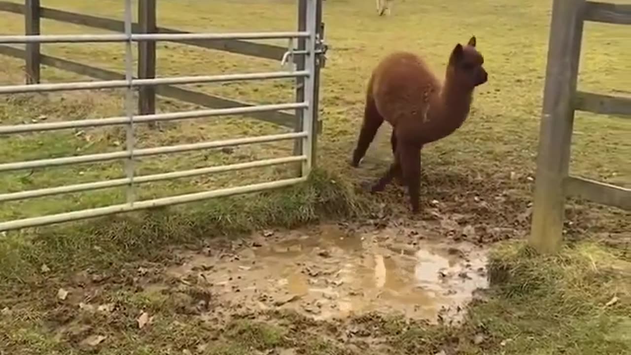 The last one with extra fancy jump