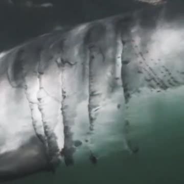 Major shark alert 🚨 #PlanetEarth3 #shorts