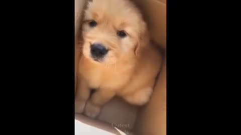 Aww cute baby animals videos #4