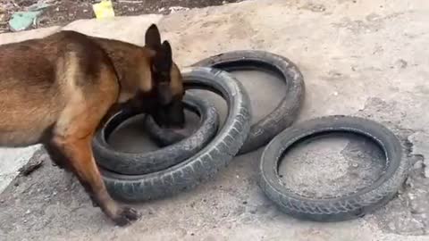 Smart dog figures out how to carry four tires in one bite..