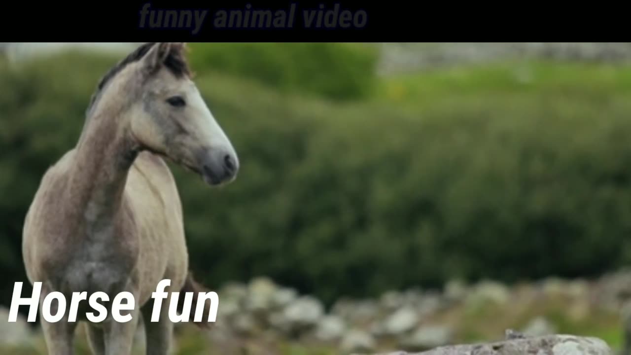 Animals funny video