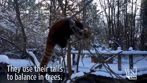 Red Pandas Play in the Snow (1)