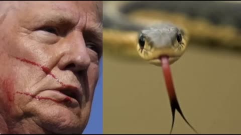 TRUMPS SERPENT TONGUE