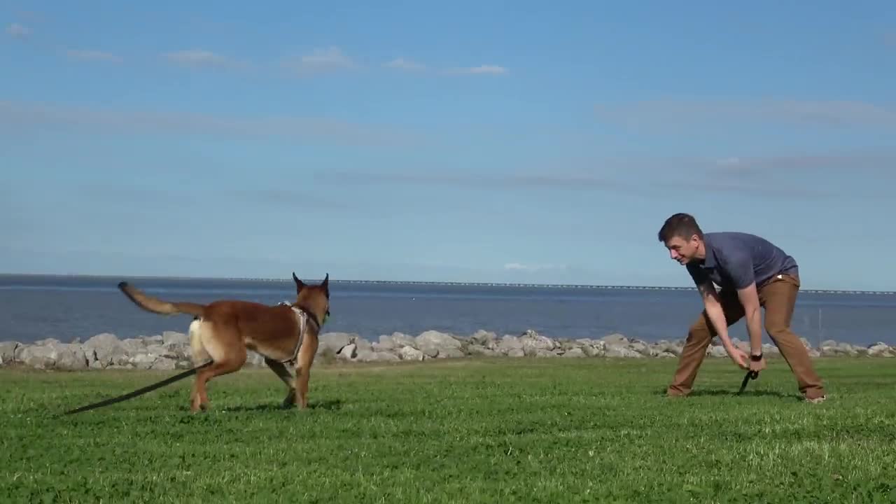 Train ANY Dog How To Play Fetch PERFECTLY