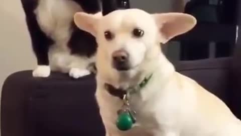 CAT hit the dog