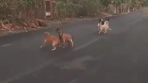 Animals funny 😂😂😂 video