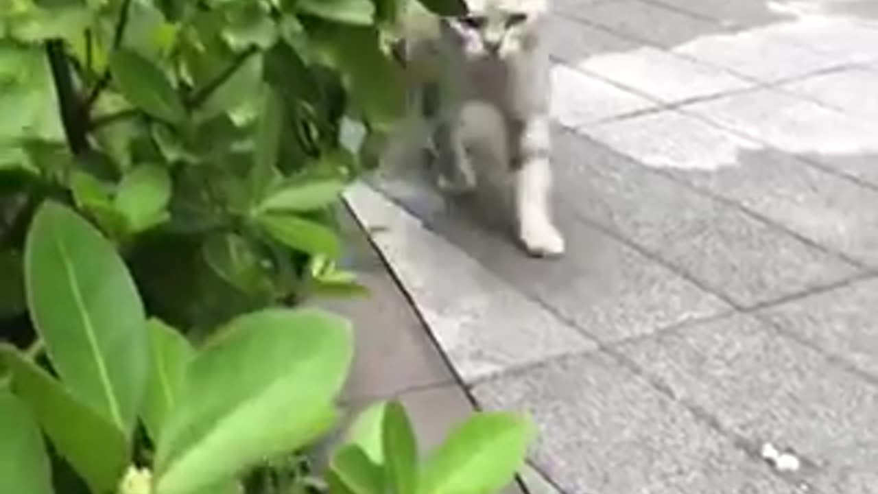 Amazing cat 🐈 trending video