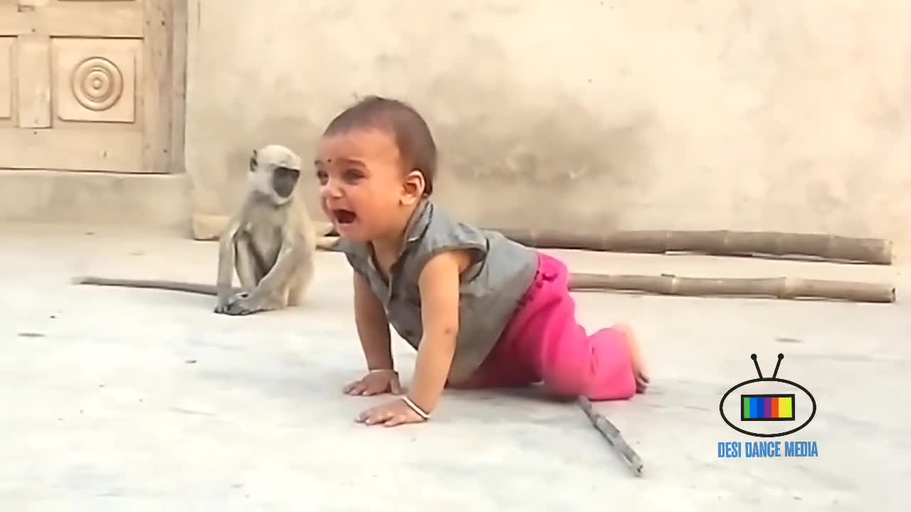 funny monkey