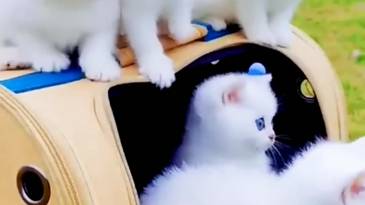 Beautiful little white cats with blue eyes