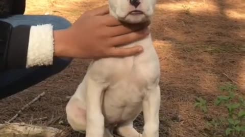 Dogo argentino