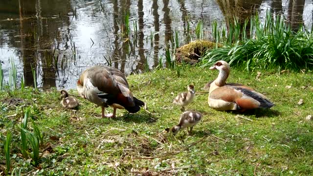 Couple of goose and their young on the riverbank.