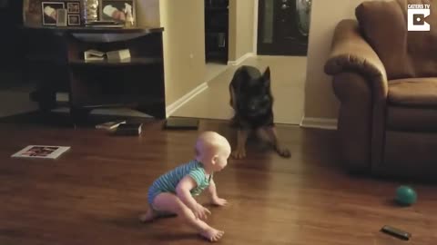 German Shepherd and baby playing Compilation