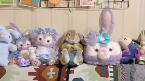 funnyvideo#cute#pet#rabbit