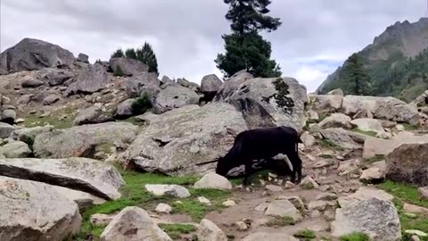 Allah Wali Lake | Gutumsar Astore Valley | Pakistan Travel