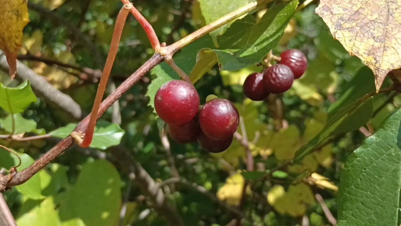 Fox Grapes