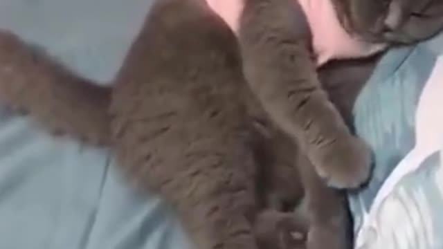 Kungfu cats Reaction|| Funniest Pets Of All Time | Pet City