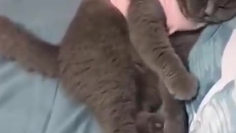 Kungfu cats Reaction|| Funniest Pets Of All Time | Pet City