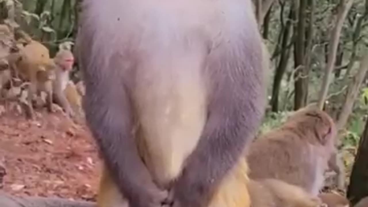 Funny monkey