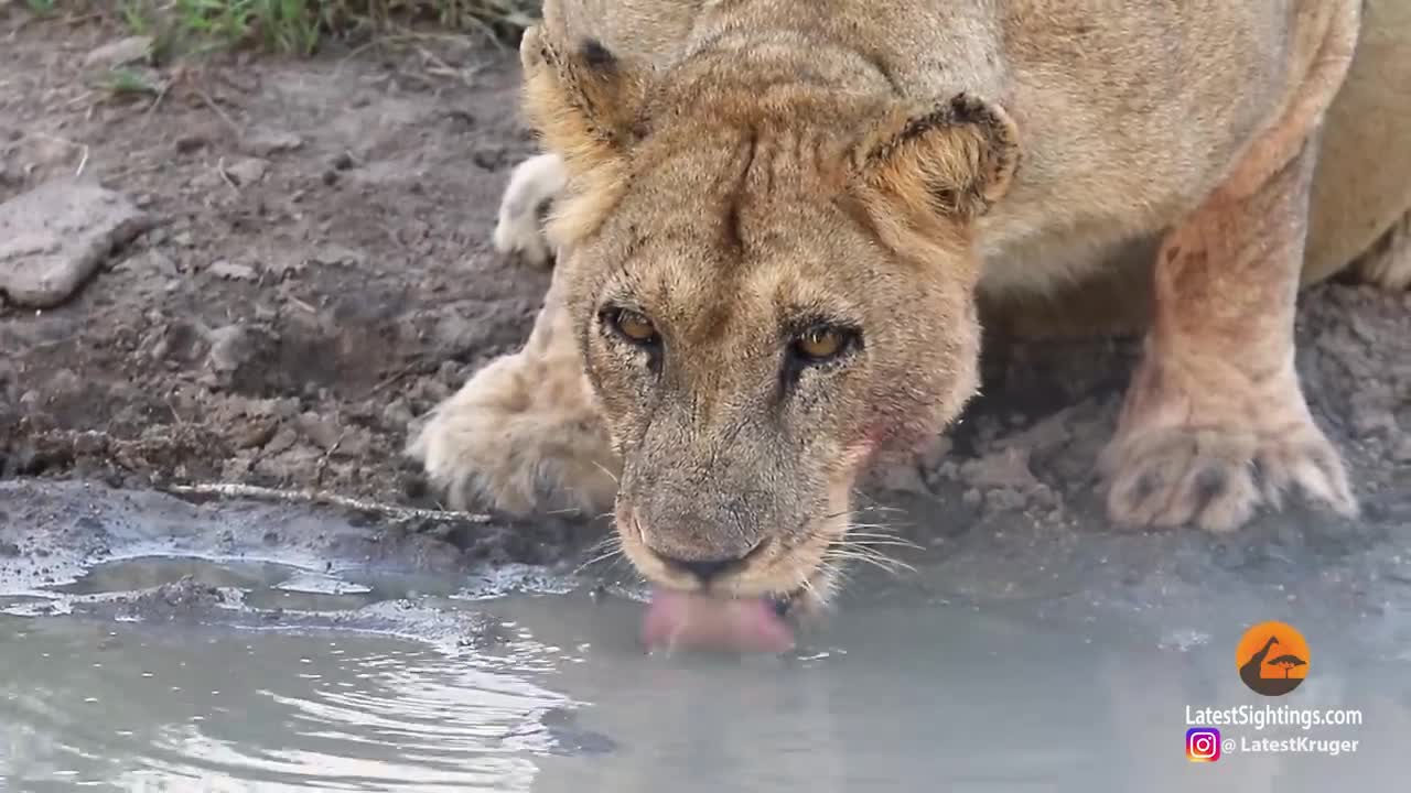 Turtle Chases Lions From His Waterhole