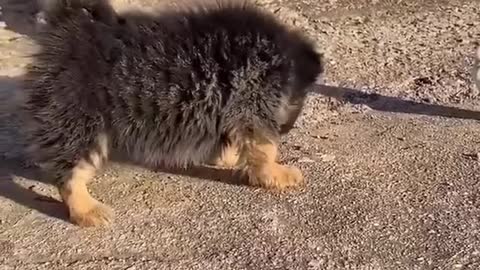 ls little black cute.