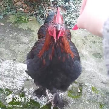 Feeding Sapphire with salat