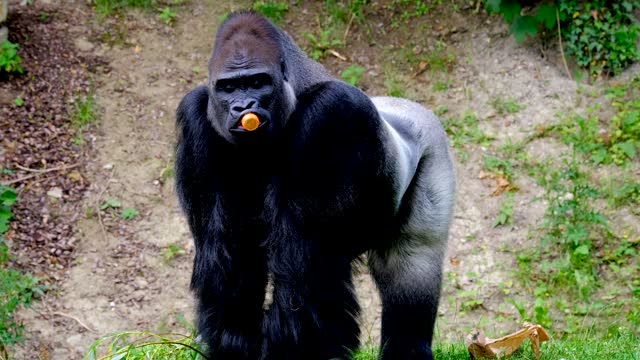 Gorilla Eating a Carrot 4K