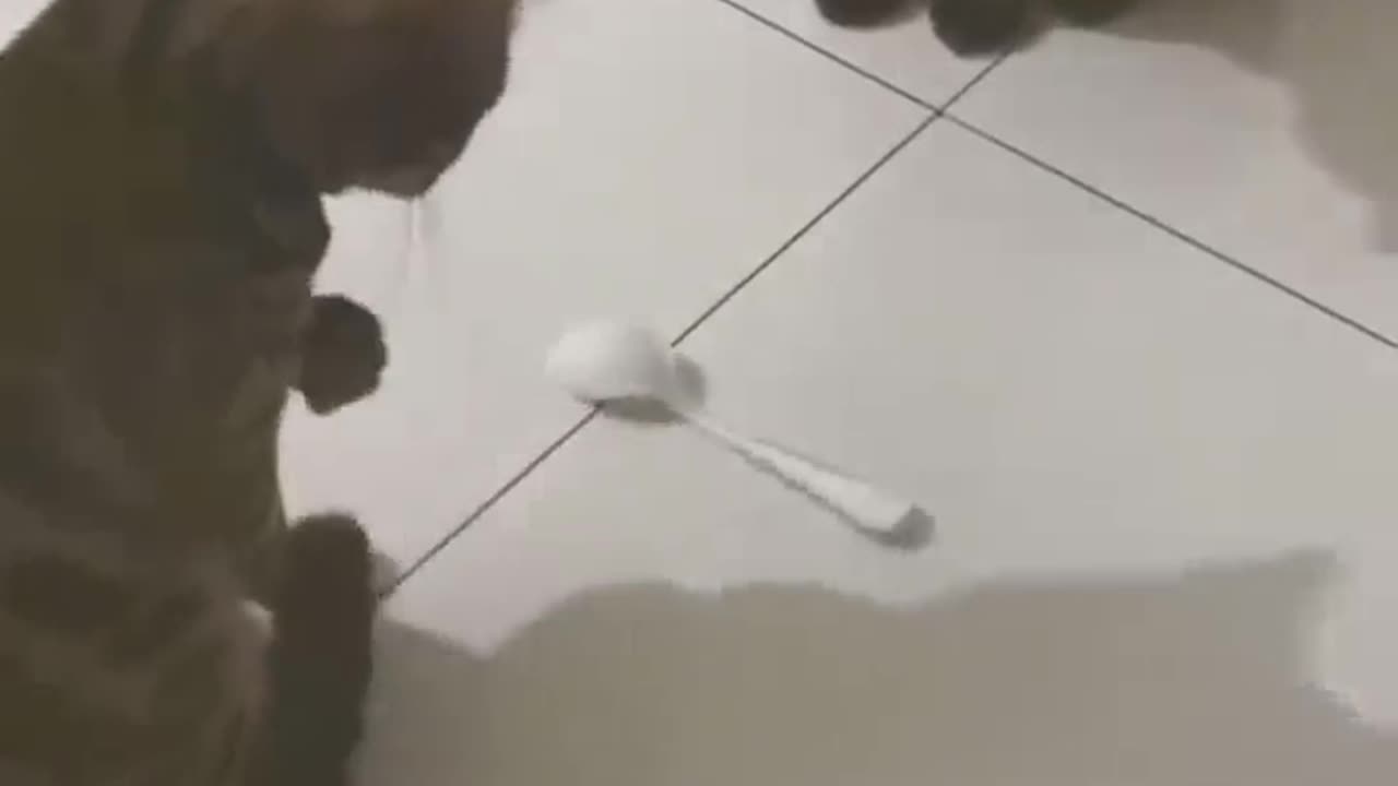 Cat funny video for kids