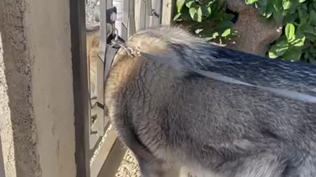 Big Dog Tries to Fit Through Gate